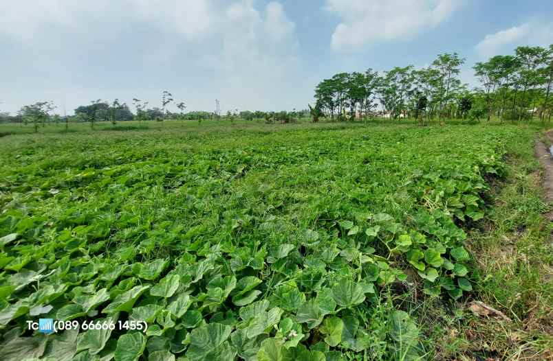 dijual tanah bojong renged teluk naga