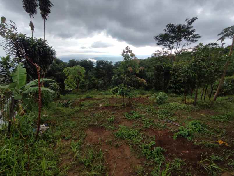 dijual tanah cijeruk tajur halang bogor