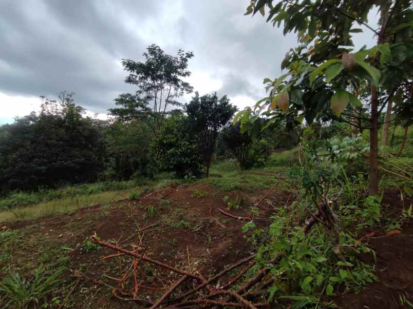 dijual tanah cijeruk tajur halang bogor