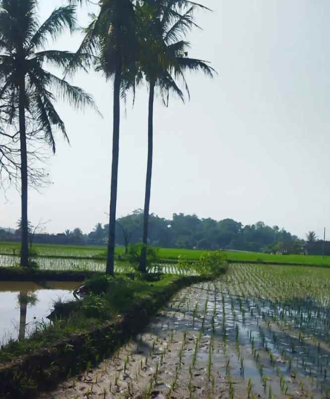 dijual tanah jl kp cibinong