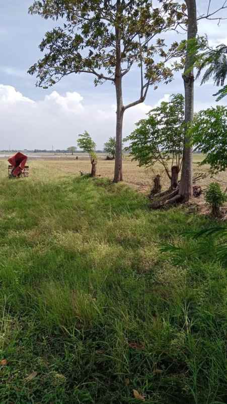 dijual tanah kampung pangkalan desa