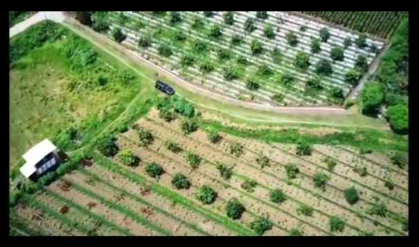 dijual tanah kebun buah produktif 500 macam pohon buah