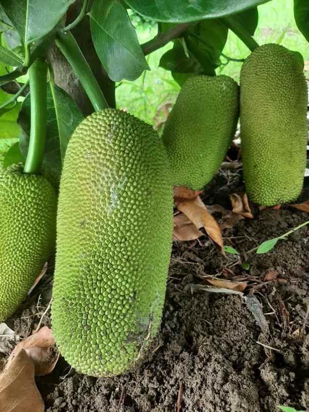 dijual tanah kebun buah produktif 500 macam pohon buah