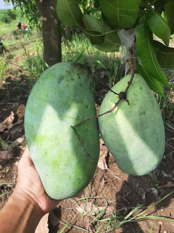 dijual tanah kebun buah produktif 500 macam pohon buah