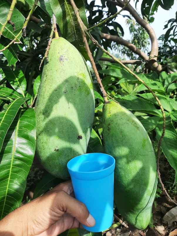 dijual tanah kebun buah produktif 500 macam pohon buah