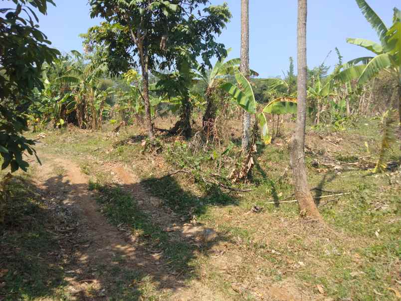 dijual tanah kebun cocok buat peternakan perkebunan