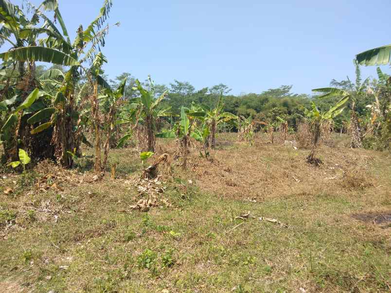 dijual tanah kebun cocok buat peternakan perkebunan