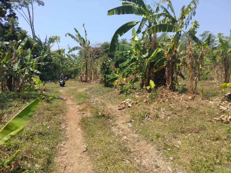 dijual tanah kebun cocok buat peternakan perkebunan