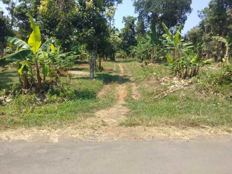 dijual tanah kebun cocok buat peternakan perkebunan