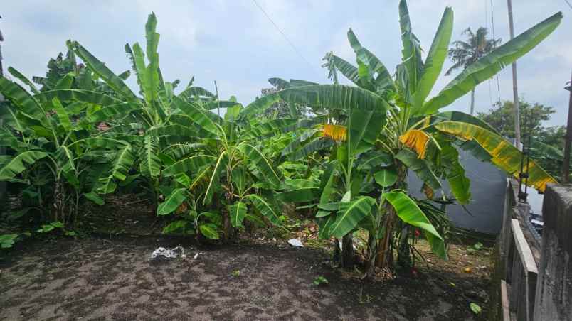 dijual tanah komersil lokasi canggu