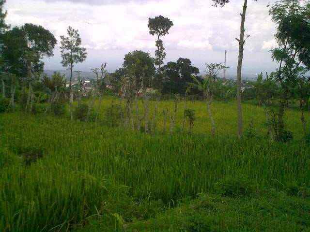dijual tanah pacet mojokerto