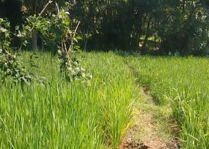 dijual tanah tenjo layar kec pancalang