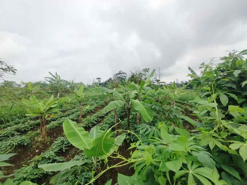 dijual tanah view gunung sawah asri alami