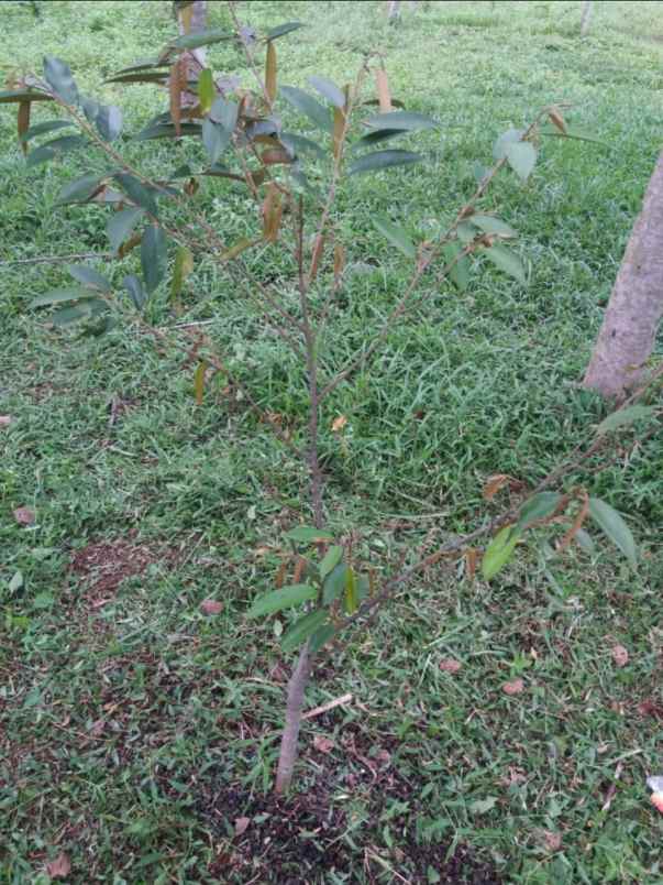 disewakan atau kerja sama tanah 5000m di purwakarta