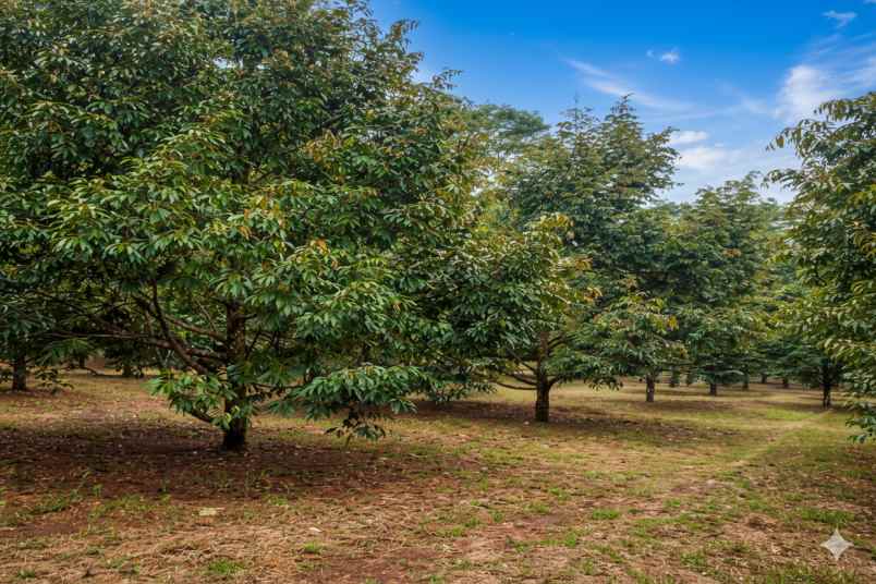 kebun durian bawor super jumbo