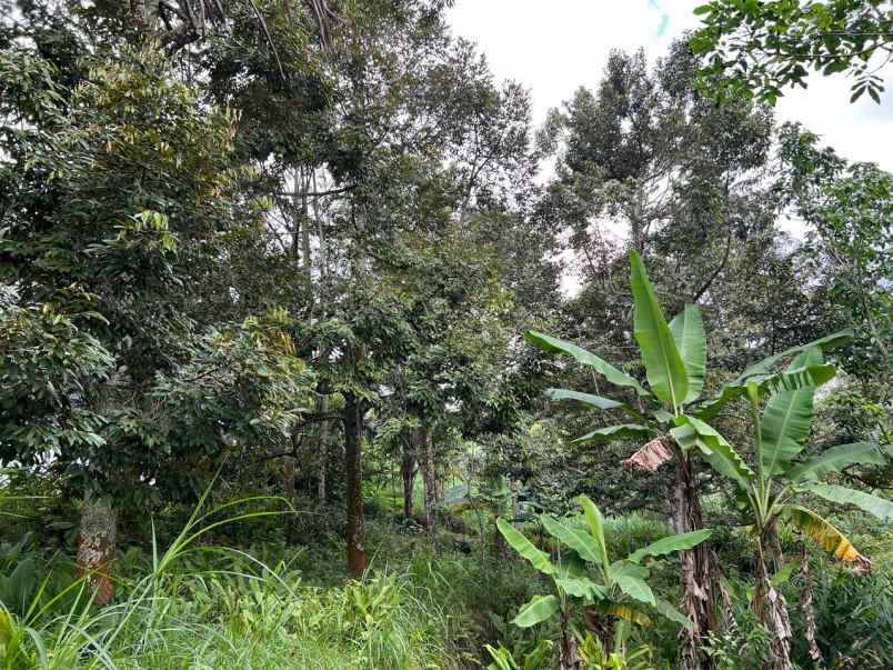 kebun durian view cantik 6313m karanganyar timur
