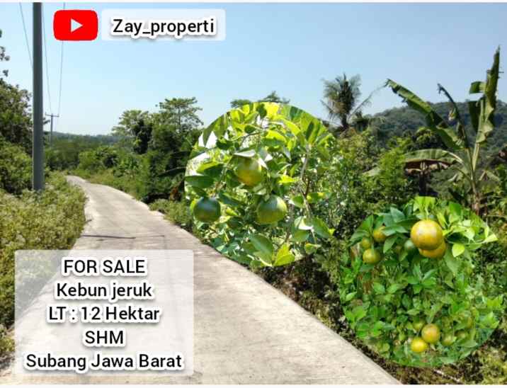 kebun jeruk daerah dawuan subang jawa barat