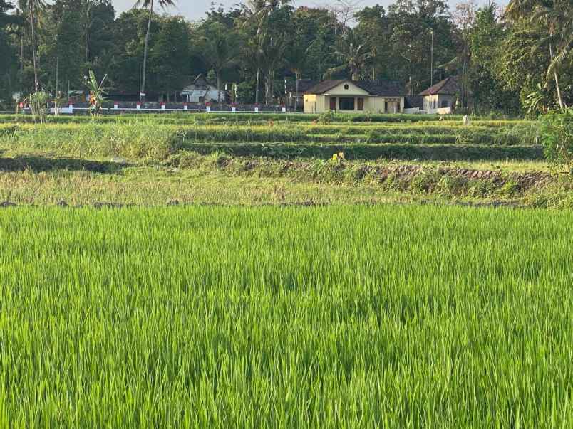 rumah siap huni selesi renovasi view sawah