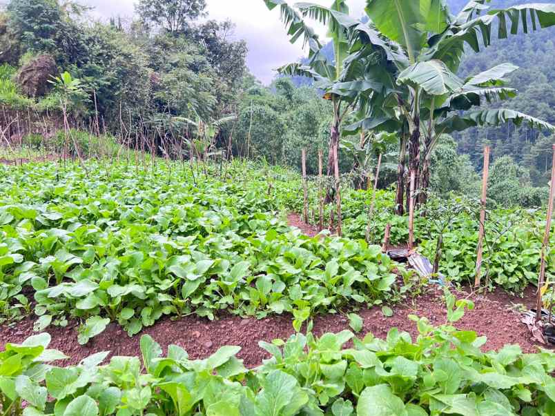 tanah 2210m strategis bangun villa wisata ngargoyoso