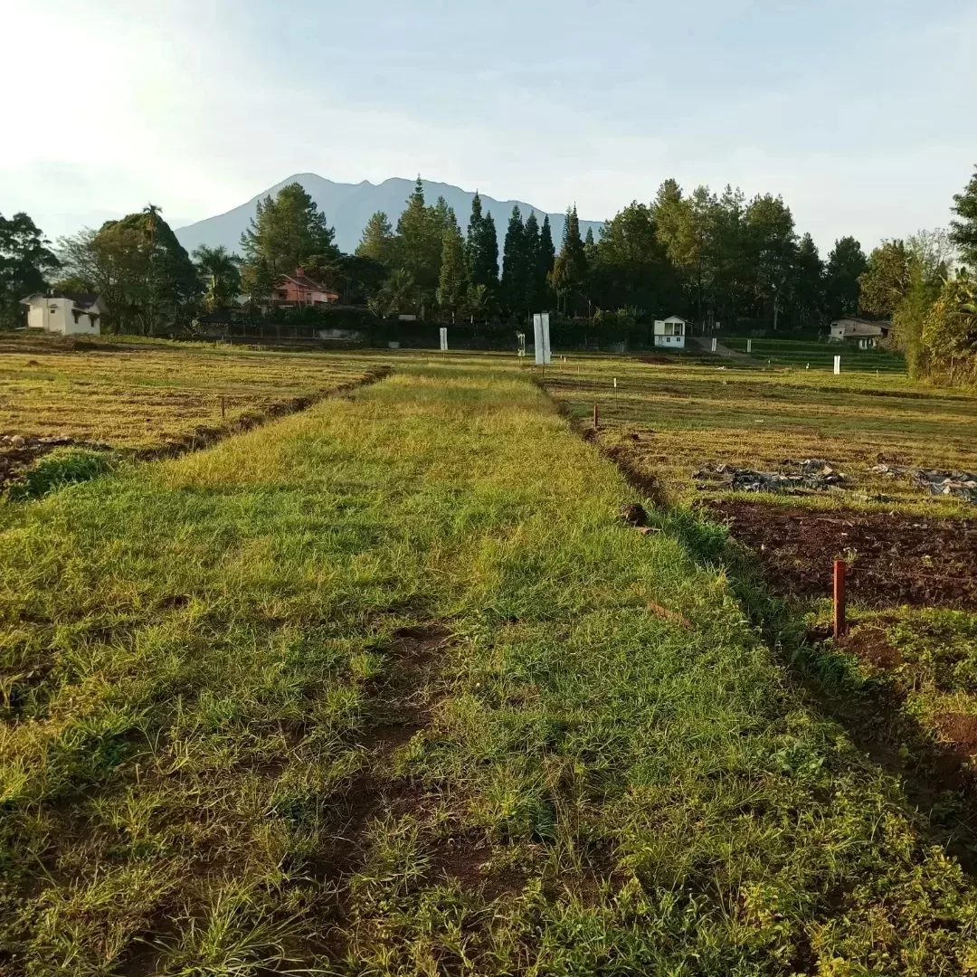 tanah cisarua puncak bogor