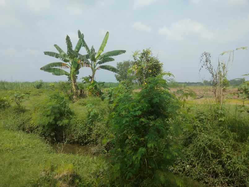 tanah industri mojokerto murah dekat tol mlirip