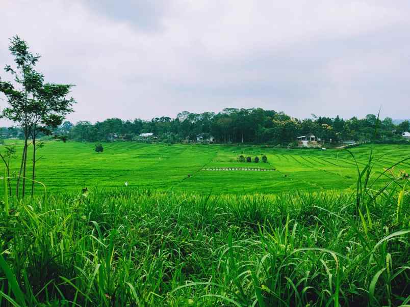 tanah karangpandan karanganyar