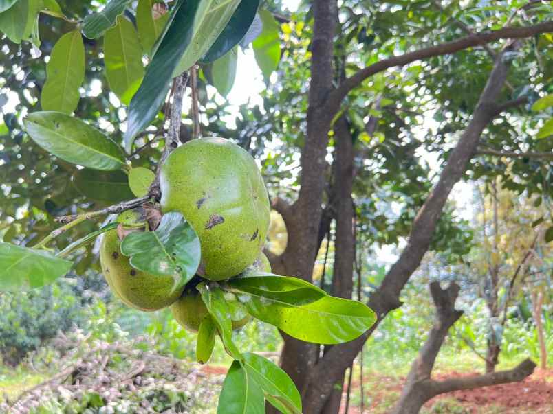 tanah kebun buah subur 1000m2 mojogedang karanganyar