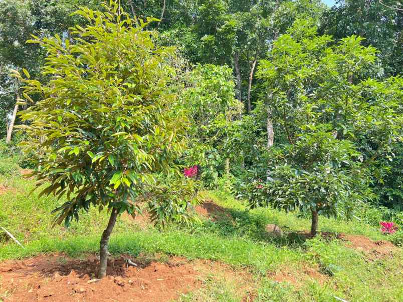 tanah kebun buah subur 1000m2 mojogedang karanganyar