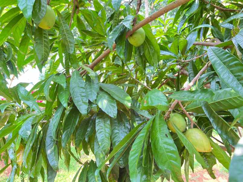 tanah kebun buah subur 1000m2 mojogedang karanganyar