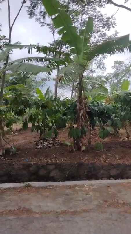 tanah kebun subur dekat kawasan wisata