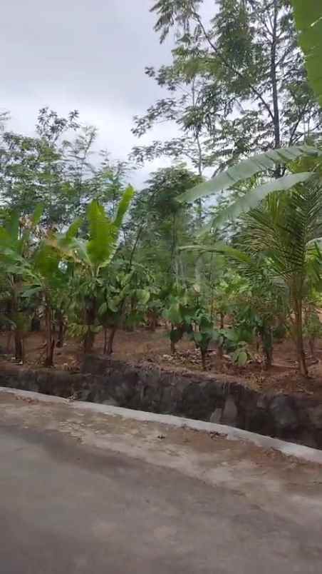 tanah kebun subur dekat kawasan wisata