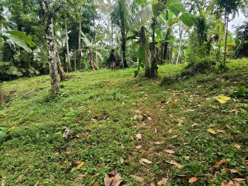 tanah kebun view sungai di selemadeg tabanan bali
