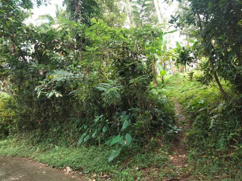 tanah kebun view sungai di selemadeg tabanan bali