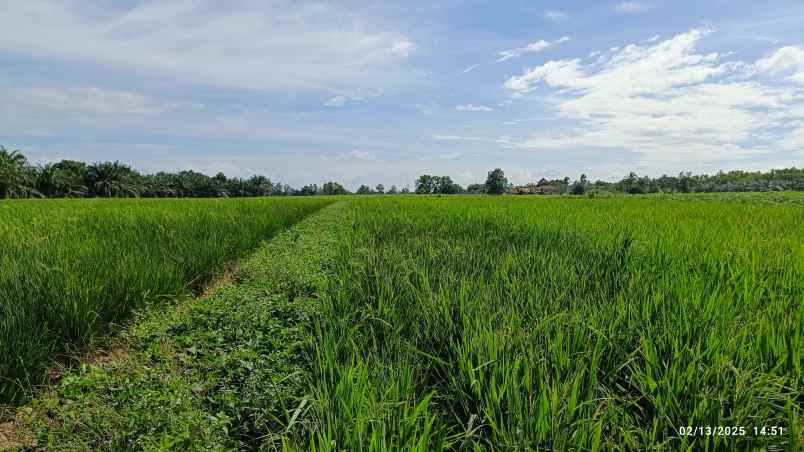 tanah luas 14 hektar di lampung tengah