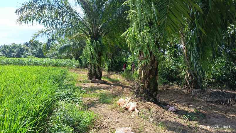 tanah luas 14 hektar di lampung tengah