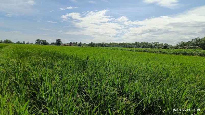 tanah luas 14 hektar di lampung tengah