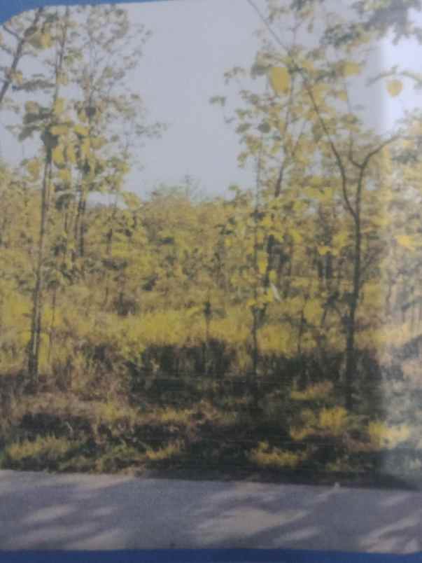 tanah muah banyak pohon jati