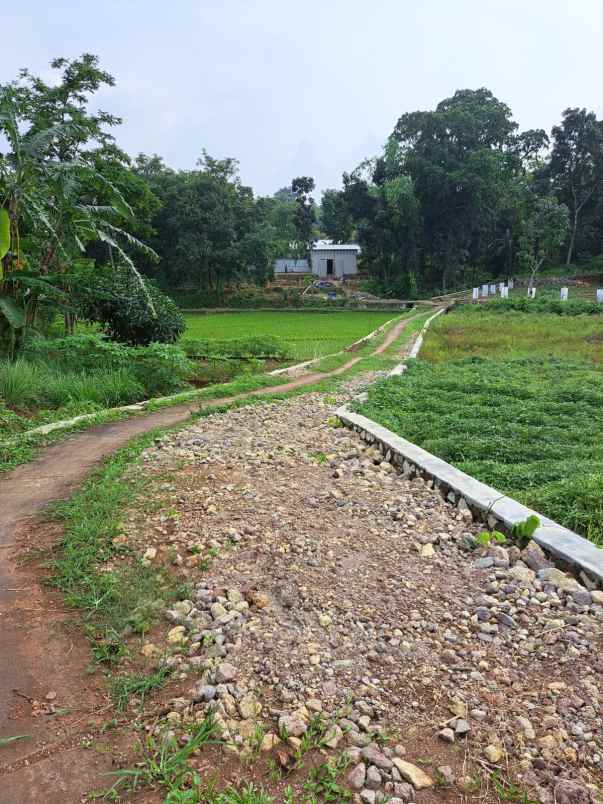 tanah sawah subur dan produktiv