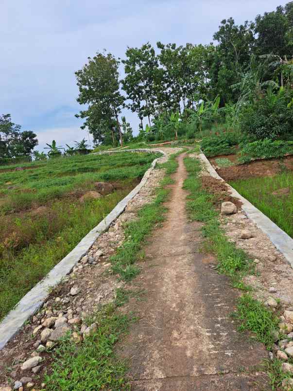 tanah sawah subur dan produktiv