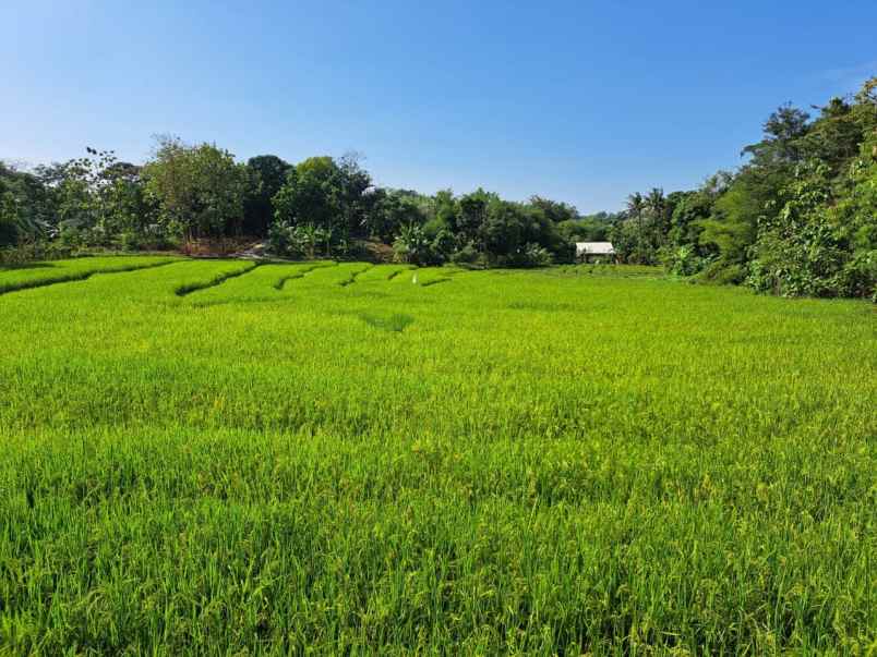 tanah sawah subur dan produktiv