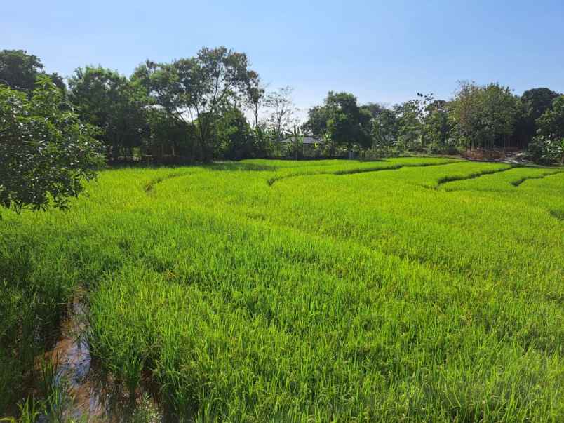 tanah sawah subur dan produktiv