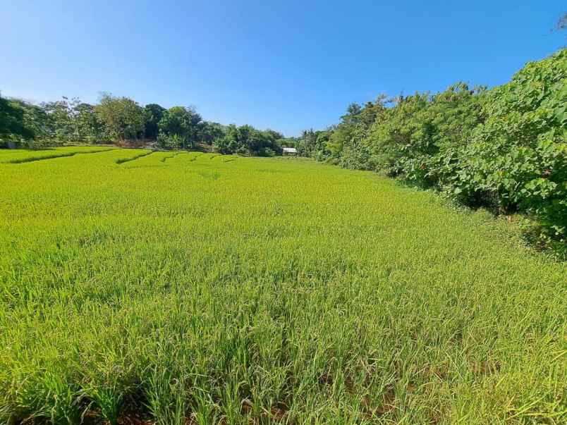 tanah sawah subur dan produktiv