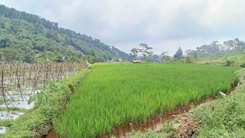 tanaha sawah dengan view pegunungan dan persawahan