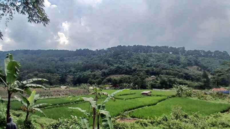 tanaha sawah dengan view pegunungan dan persawahan