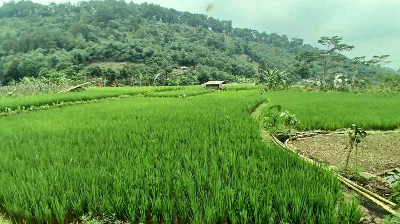 tanaha sawah dengan view pegunungan dan persawahan