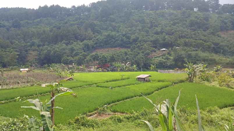 tanaha sawah dengan view pegunungan dan persawahan