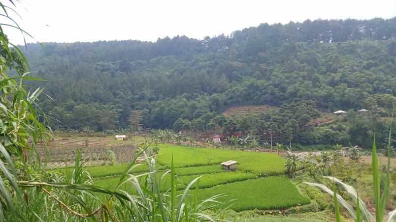 tanaha sawah dengan view pegunungan dan persawahan