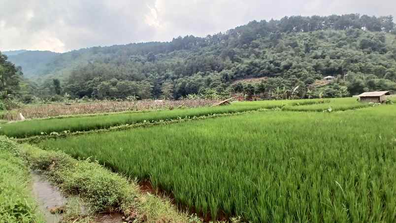 tanaha sawah dengan view pegunungan dan persawahan