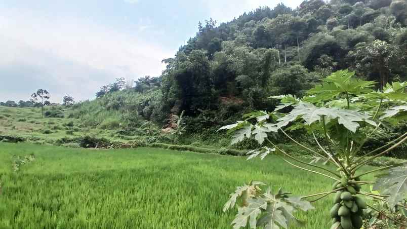 tanaha sawah dengan view pegunungan dan persawahan