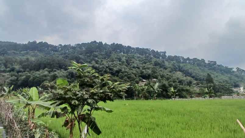 tanaha sawah dengan view pegunungan dan persawahan